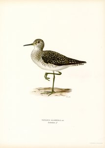 Arrendajo (litografía en color) de Magnus Ferdinand and Wilhelm von Wright
