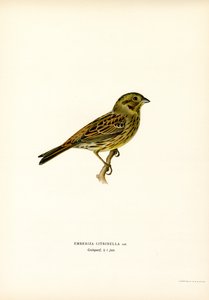 Colorín amarillo (litografía en color) de Magnus Ferdinand and Wilhelm von Wright