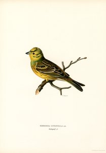 Colorín amarillo (litografía en color) de Magnus Ferdinand and Wilhelm von Wright