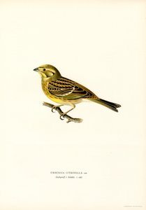Martillo amarillo (Emberiza citrinella) (litografía en color) de Magnus Ferdinand and Wilhelm von Wright