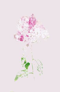 Resumen: Flor rosa