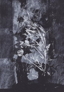 Negro  Naturaleza
