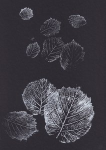 Láminas botánicas de hojas