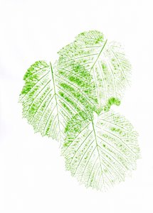 Estampados de hojas verdes frescas