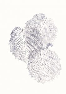 Texturas minimalistas de hojas