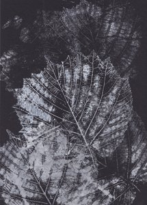 Estudio monocromo de una hoja