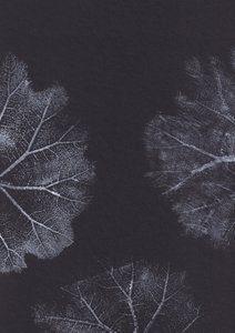 Texturas de hojas en blanco y negro