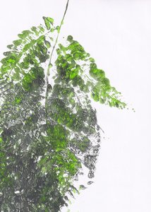 Helecho verde ecológico de Maira Ribena