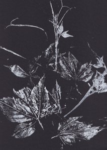 Hojas blancas sobre fondo negro