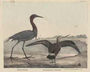 Grulla azul, Aguatero de Hudson, litografía por Childs e Inman, de 