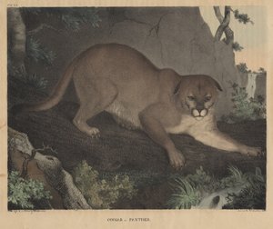 Puma o Pantera, de 