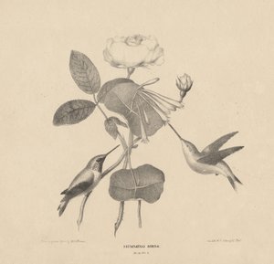 Colibríes, de 