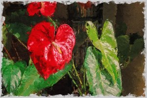 Un gran anturio rojo en forma de corazón para San Valentín de Mano Chandra Dhas