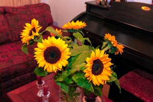 Girasoles amarillos brillantes o Helianthus Annuus de la cordillera de los Andes en Colombia decoran una casa en la ciudad de Bogotá de Mano Chandra Dhas