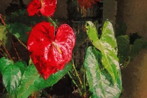 Anthurium rojo grande en forma de corazón de Mano Chandra Dhas
