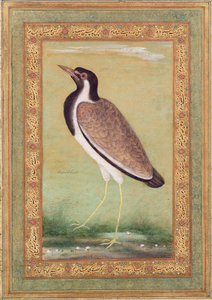 Avefría india, c.1800 de Mansur