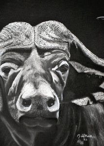 Búfalo
