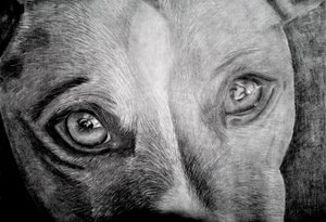 La mirada conmovedora de un perro