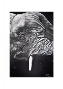 Retrato de un elefante majestuoso de Marchelle de Kock
