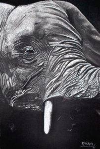 Retrato de un elefante majestuoso de Marchelle de Kock