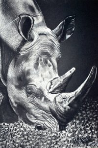 El potente pastoreo de los rinocerontes
