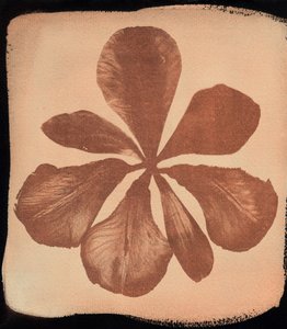 Amapola, 2023 (cianotipia) de Marco Campedelli