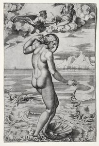 El nacimiento de Venus de Marco Dente
