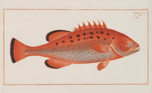 Allgemeine Naturgeschichte der Fische Deutschlands, 1782-1793 de Marcus Élieser Bloch