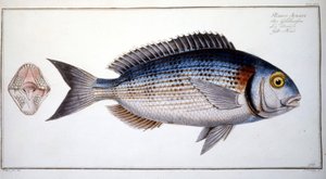 Placa de Historia Natural: El Beso de Marc Elieser Bloch Ichtyologie París - Berlín - Londres 1787. de Marcus Élieser Bloch
