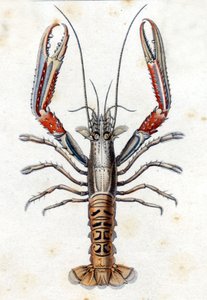 Placa de Historia Natural: El langostino según Marc Elieser Bloch Ichtyologie París - Berlín - Londres 1787. de Marcus Élieser Bloch