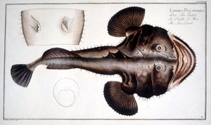 Placa de historia natural: La Lotte d