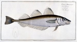 Tablero de historia natural: La pescadilla según Marc Elieser Bloch Ichtyologie París - Berlín - Londres 1787.