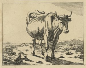Vaca de pie, vista de frente Ganado (título de la serie)