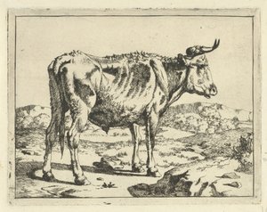 toro, posición, por, roca Bovinos y porcinos (título de la serie) de Marcus de Bye