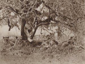 ¿Los leones trepan árboles?, la respuesta de la cámara