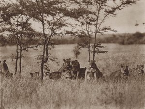 Frente a la cámara, una tropa de nueve leones en reposo