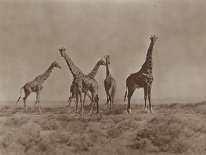 En las llanuras de Kenia de Marcuswell Maxwell