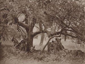 La siesta interrumpida