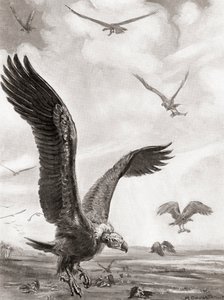Buitres llevándose los miembros de los muertos en batalla, de la Historia de las Naciones de Hutchinson, pub.1915 de Margaret (after) Dovaston