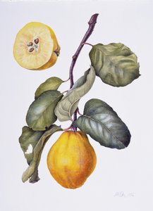 Membrillo de Margaret Ann Eden
