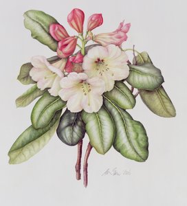 Rhododendron de Margaret Ann Eden