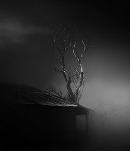 El inquietante árbol envuelto en niebla de Margaret Halaby