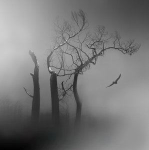 Árboles brumosos y pájaro solitario de Margaret Halaby