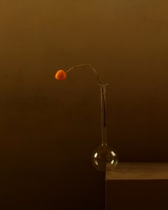 Flor de naranjo minimalista