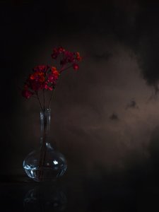 Flores rojas melancólicas
