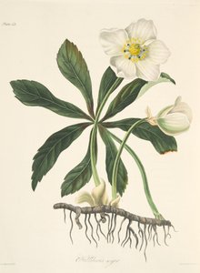 Helleborus negro o rosa de Navidad, de Ilustraciones florales de las estaciones, pub. 1829 de Margaret Roscoe