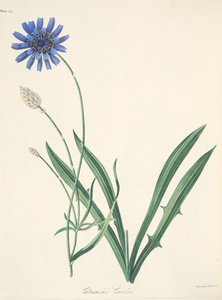 Catananche azul, de Ilustraciones florales de las estaciones, pub. 1829 de Margaret Roscoe