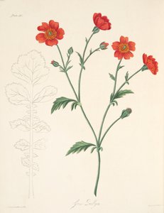 Geum chileno, de Ilustraciones florales de las estaciones, pub. 1829 de Margaret Roscoe