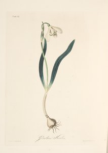 Campanilla de invierno común, de Ilustraciones florales de las estaciones, pub. 1829