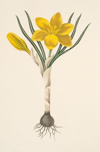 Crocus amarillo común, de Ilustraciones florales de las estaciones, pub. 1829 de Margaret Roscoe